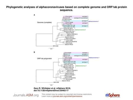 Phylogenetic analyses of alphacoronaviruses based on complete genome and ORF1ab protein sequence. Phylogenetic analyses of alphacoronaviruses based on.