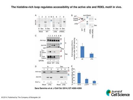 The histidine-rich loop regulates accessibility of the active site and RDEL motif in vivo. The histidine-rich loop regulates accessibility of the active.