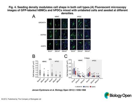 Fig. 4. Seeding density modulates cell shape in both cell types