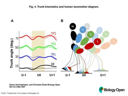 Fig. 4. Trunk kinematics and human locomotion diagram.