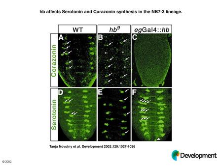 hb affects Serotonin and Corazonin synthesis in the NB7-3 lineage.