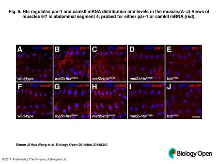 Fig. 6. Hts regulates par-1 and camkII mRNA distribution and levels in the muscle.(A–J) Views of muscles 6/7 in abdominal segment 4, probed for either.