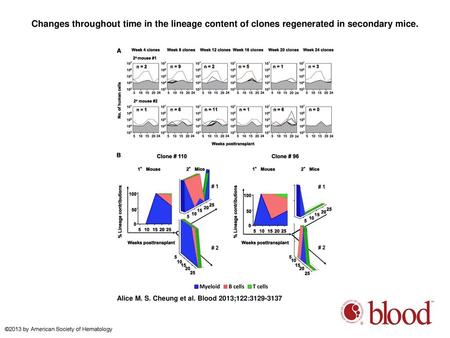 Changes throughout time in the lineage content of clones regenerated in secondary mice. Changes throughout time in the lineage content of clones regenerated.