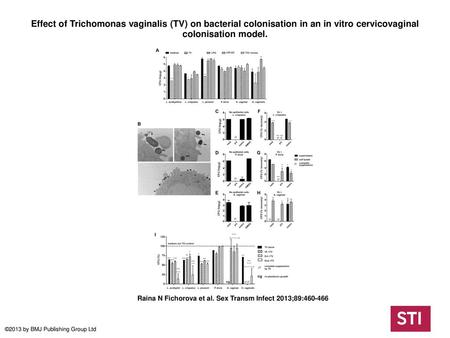 Effect of Trichomonas vaginalis (TV) on bacterial colonisation in an in vitro cervicovaginal colonisation model. Effect of Trichomonas vaginalis (TV) on.