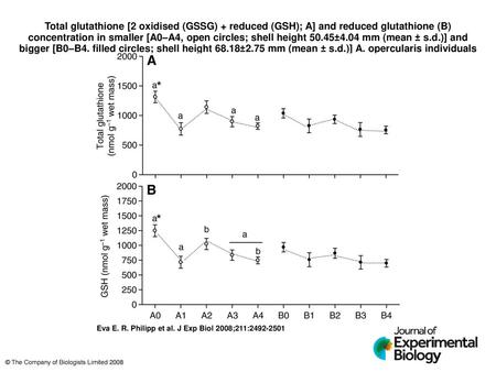 Total glutathione [2 oxidised (GSSG) + reduced (GSH); A] and reduced glutathione (B) concentration in smaller [A0–A4, open circles; shell height 50.45±4.04.