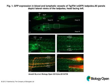 Fig. 1. GFP expression in blood and lymphatic vessels of Tg(Flk1:eGFP) tadpoles.All panels depict lateral views of the tadpoles, head facing left. GFP.