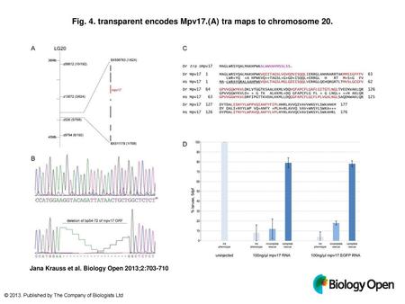 Fig. 4. transparent encodes Mpv17.(A) tra maps to chromosome 20.