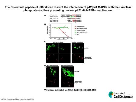 The C-terminal peptide of p90rsk can disrupt the interaction of p42/p44 MAPKs with their nuclear phosphatases, thus preventing nuclear p42/p44 MAPKs inactivation.