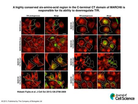 A highly conserved six-amino-acid region in the C-terminal CT domain of MARCH8 is responsible for its ability to downregulate TfR. A highly conserved six-amino-acid.