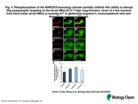 Fig. 4. Phosphorylation of the MARCKS-homology domain partially inhibits Hts' ability to disrupt Dlg postsynaptic targeting to the larval NMJ.(A–D″) High.