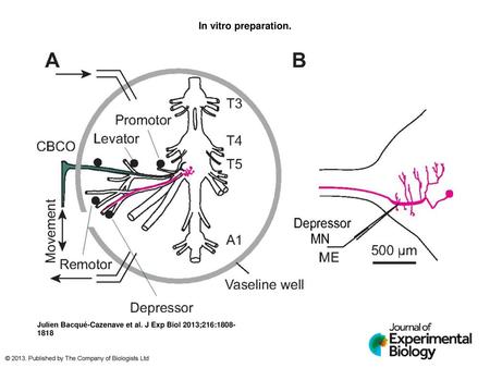 In vitro preparation. In vitro preparation. (A) In vitro preparation of the crayfish thoracic locomotor system consisted of thoracic ganglia 3–5 (T3, T4.