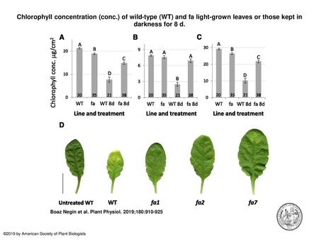 Chlorophyll concentration (conc