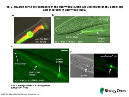 Fig. 2. abu/pqn genes are expressed in the pharyngeal cuticle