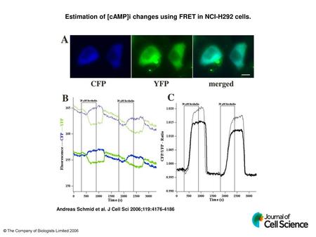 Estimation of [cAMP]i changes using FRET in NCI-H292 cells.