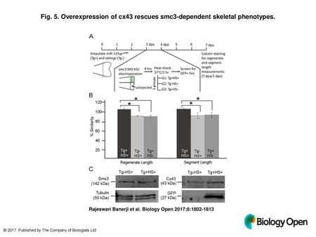 Overexpression of cx43 rescues smc3-dependent skeletal phenotypes