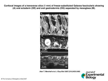 Confocal images of a transverse slice (1 mm) of freeze-substituted Galaxea fascicularis showing (A) oral ectoderm (OE) and oral gastrodermis (OG) separated.