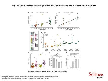 Fig. 2 sSNVs increase with age in the PFC and DG and are elevated in CS and XP. sSNVs increase with age in the PFC and DG and are elevated in CS and XP.