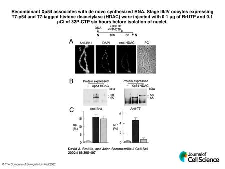 Recombinant Xp54 associates with de novo synthesized RNA