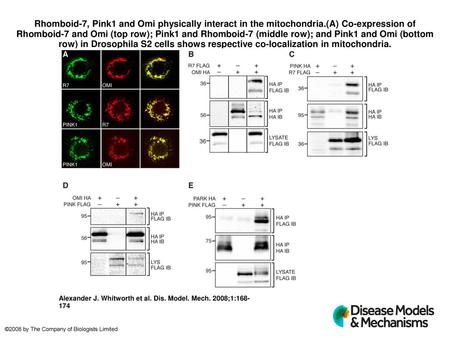 Rhomboid-7, Pink1 and Omi physically interact in the mitochondria