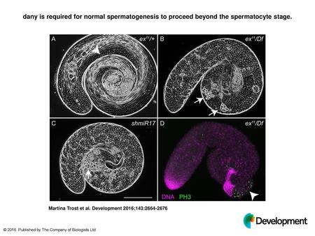 Dany is required for normal spermatogenesis to proceed beyond the spermatocyte stage. dany is required for normal spermatogenesis to proceed beyond the.