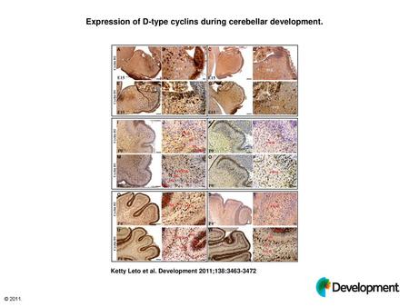 Expression of D-type cyclins during cerebellar development.