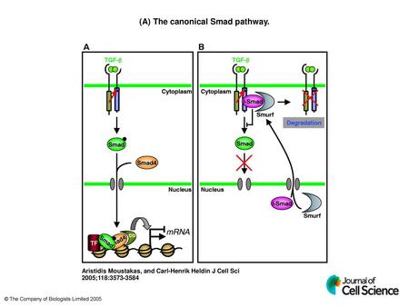 (A) The canonical Smad pathway.