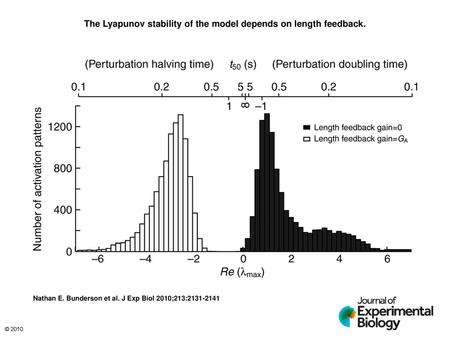 The Lyapunov stability of the model depends on length feedback.