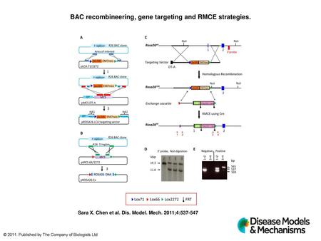 BAC recombineering, gene targeting and RMCE strategies.