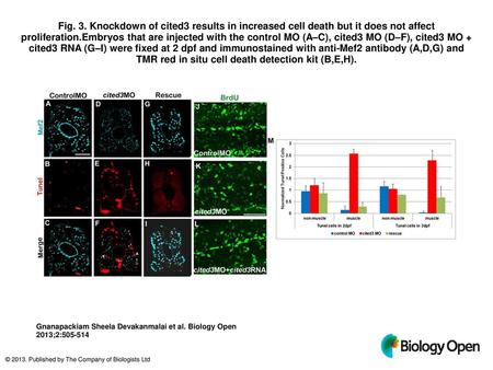 Fig. 3. Knockdown of cited3 results in increased cell death but it does not affect proliferation.Embryos that are injected with the control MO (A–C), cited3.