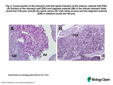 Fig. 6. Cross-section of the stomach wall and spiral intestine of the embryo, stained with PAS. (A) Surface of the stomach wall (SW) and ingested material.