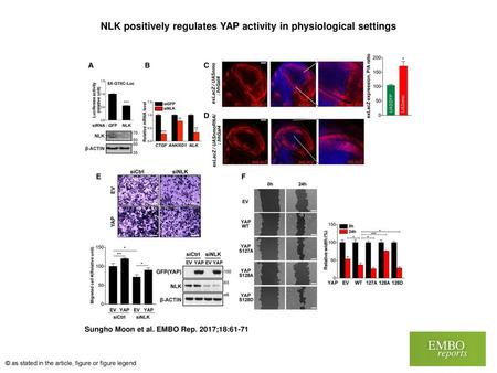 NLK positively regulates YAP activity in physiological settings