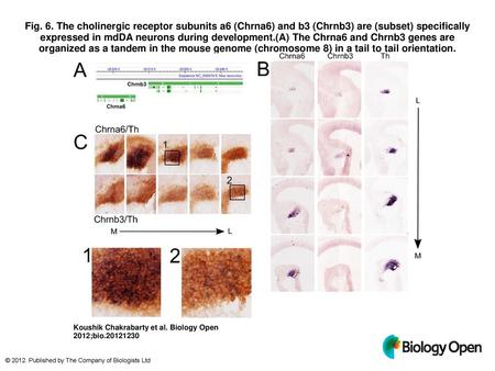 Fig. 6. The cholinergic receptor subunits a6 (Chrna6) and b3 (Chrnb3) are (subset) specifically expressed in mdDA neurons during development.(A) The Chrna6.