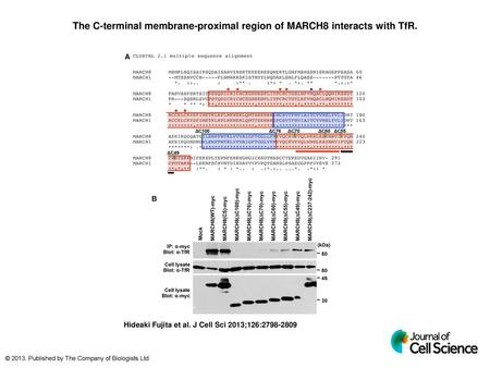 The C-terminal membrane-proximal region of MARCH8 interacts with TfR.