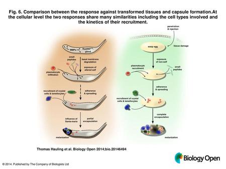 Fig. 6. Comparison between the response against transformed tissues and capsule formation.At the cellular level the two responses share many similarities.