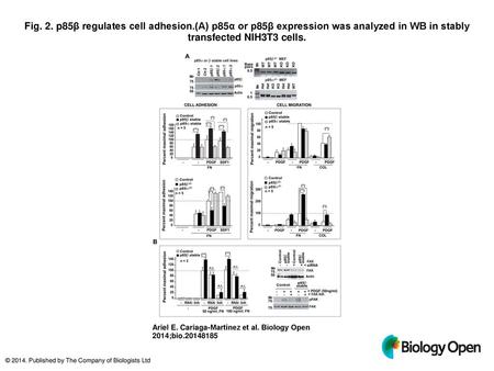 Fig. 2. p85β regulates cell adhesion