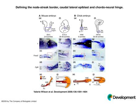 Defining the node-streak border, caudal lateral epiblast and chordo-neural hinge. Defining the node-streak border, caudal lateral epiblast and chordo-neural.