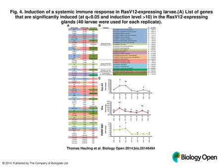 Fig. 4. Induction of a systemic immune response in RasV12-expressing larvae.(A) List of genes that are significantly induced (at q