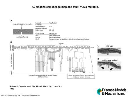 C. elegans cell-lineage map and multi-vulva mutants.