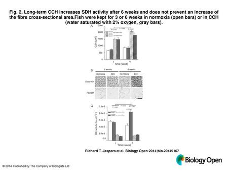 Fig. 2. Long-term CCH increases SDH activity after 6 weeks and does not prevent an increase of the fibre cross-sectional area.Fish were kept for 3 or 6.