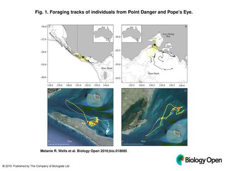 Foraging tracks of individuals from Point Danger and Pope's Eye