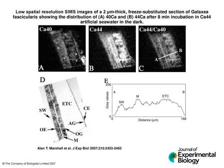 Low spatial resolution SIMS images of a 2 μm-thick, freeze-substituted section of Galaxea fascicularis showing the distribution of (A) 40Ca and (B) 44Ca.