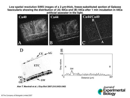 Low spatial resolution SIMS images of a 2 μm-thick, freeze-substituted section of Galaxea fascicularis showing the distribution of (A) 40Ca and (B) 44Ca.