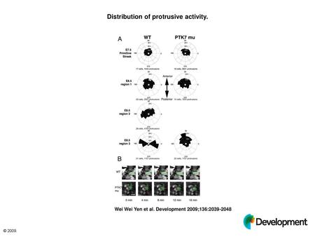 Distribution of protrusive activity.