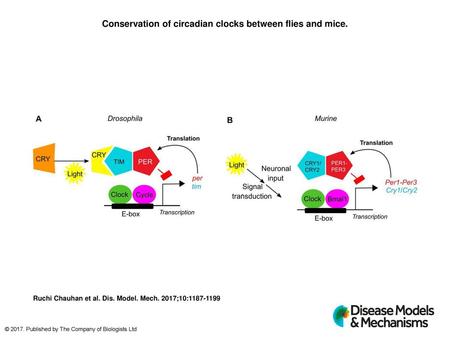 Conservation of circadian clocks between flies and mice.