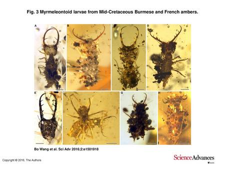 Myrmeleontoid larvae from Mid-Cretaceous Burmese and French ambers