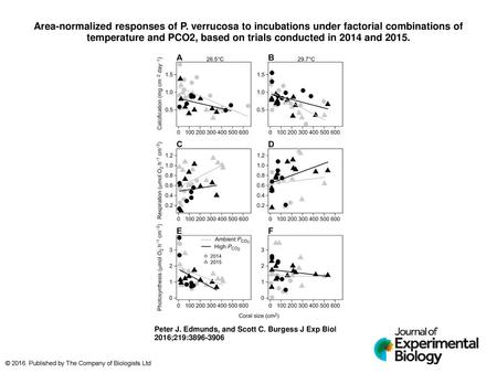 Area-normalized responses of P