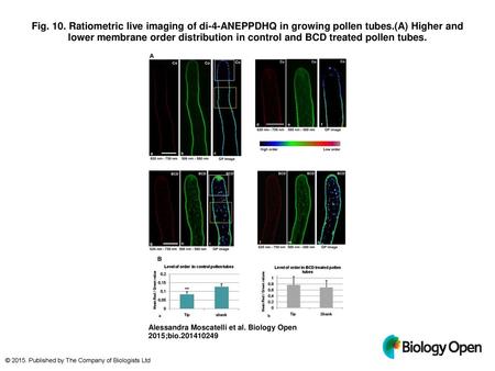 Fig. 10. Ratiometric live imaging of di-4-ANEPPDHQ in growing pollen tubes.(A) Higher and lower membrane order distribution in control and BCD treated.