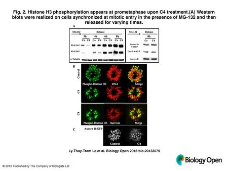 Fig. 2. Histone H3 phosphorylation appears at prometaphase upon C4 treatment.(A) Western blots were realized on cells synchronized at mitotic entry in.