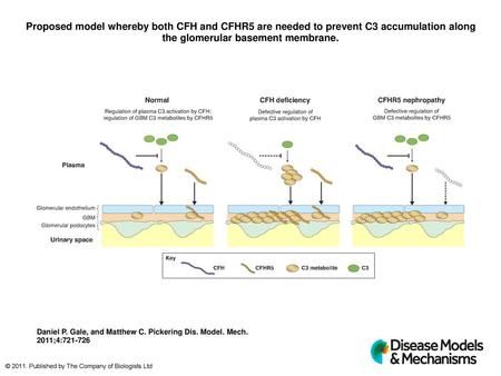 Proposed model whereby both CFH and CFHR5 are needed to prevent C3 accumulation along the glomerular basement membrane. Proposed model whereby both CFH.