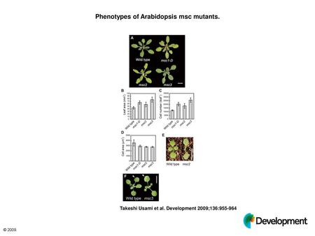 Phenotypes of Arabidopsis msc mutants.